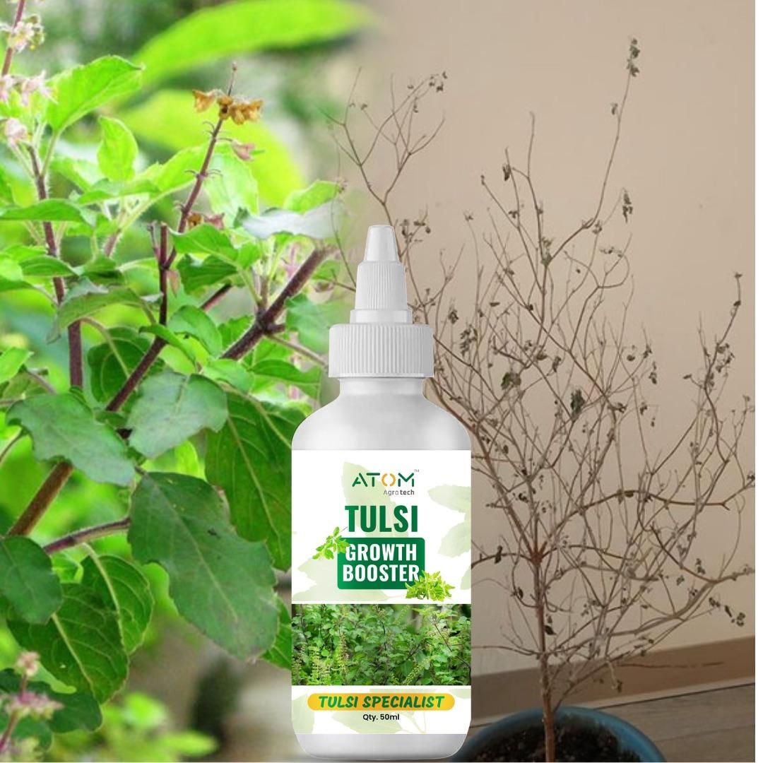 Tulsi Growth Booster Pack of 2